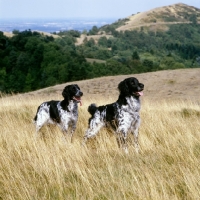 Picture of l, rheewall merrydane magpie (maggie) r, mitze of houndbrae, two large munsterlanders  on malvern hills