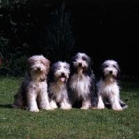 Picture of l to r westernisles sunset, tonsarne Natasha, osmart black bittern, tonsarne tattler,four bearded collies sitting on grass 