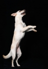 Picture of Lab mix jumping