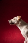 Picture of Lab mix sitting