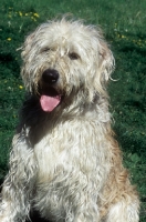 Picture of Labardoodle (Labrador-Poodle-Cross)