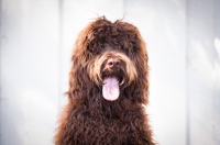 Picture of Labradoodle, front view