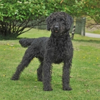 Picture of labradoodle in garden, full body