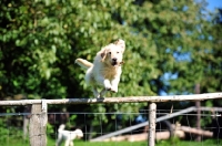 Picture of Labradoodle jumping fence