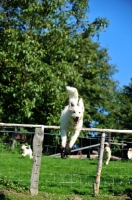 Picture of Labradoodle jumping over fence