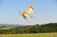 Picture of Labradoodle jumping up
