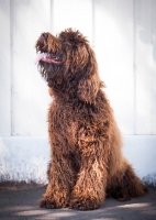 Picture of Labradoodle looking up