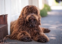 Picture of Labradoodle lying down, hair covering eyes