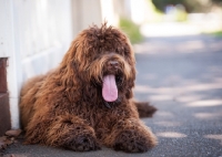 Picture of Labradoodle lying down, hair covering eyes