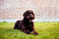 Picture of labradoodle lying down