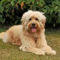 Picture of labradoodle lying on grass
