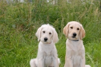 Picture of labradoodle puppies