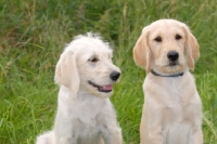 Picture of labradoodle puppies