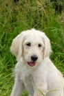 Picture of labradoodle puppy