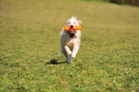 Picture of Labradoodle retrieving dummy