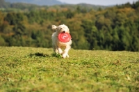 Picture of Labradoodle retrieving frisbee