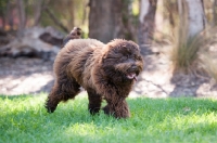 Picture of Labradoodle running free