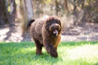 Picture of Labradoodle running on grass with tongue out