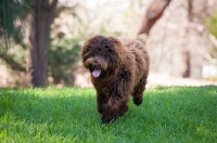 Picture of Labradoodle running on grass