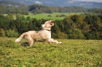 Picture of Labradoodle running