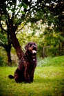 Picture of labradoodle sitting in park
