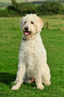 Picture of Labradoodle sitting on grass