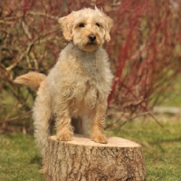 Picture of Labradoodle standing on tree stump
