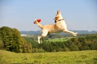 Picture of Labradoodle too late to catch frisbee