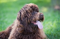 Picture of labradoodle