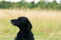 Picture of Labrador balancing biscuit on nose