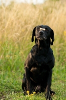 Picture of Labrador balancing biscuit on nose