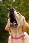 Picture of Labrador barking