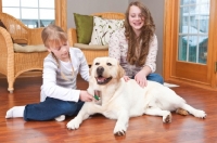 Picture of Labrador being brushed