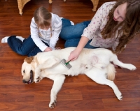Picture of Labrador being groomed