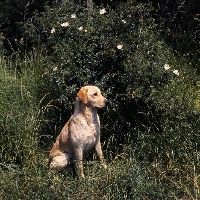 Picture of Labrador beside wild rose