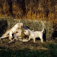 Picture of Labrador bitch with puppies being a nuisance  