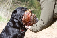 Picture of Labrador bringing back pheasant