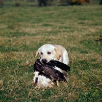 Picture of labrador carrying a duck 