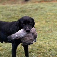 Picture of labrador carrying retrieved pidgeon
