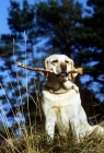 Picture of labrador carrying stick