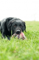 Picture of Labrador chewing rope toy
