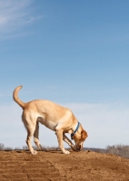 Picture of Labrador digging