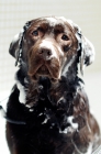 Picture of labrador dog in bath with shampoo, in dog salon