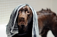 Picture of labrador dog with towel on head