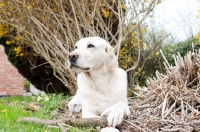 Picture of Labrador embracing a large stick in the garden