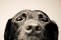 Picture of Labrador face