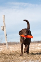 Picture of Labrador fetching dummy