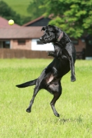 Picture of Labrador focussed on tennis ball