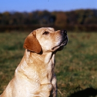 Picture of labrador from heatherbourne, looking up