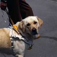 Picture of labrador guide dog